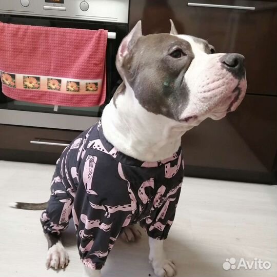 Пошив одежды для собак