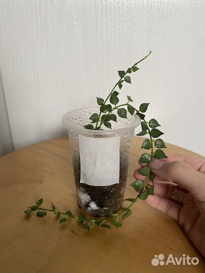 Хойи и дисхидии