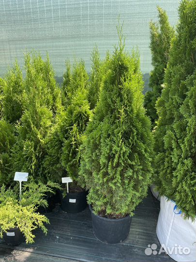Туя западная смарагд 1-1,2м
