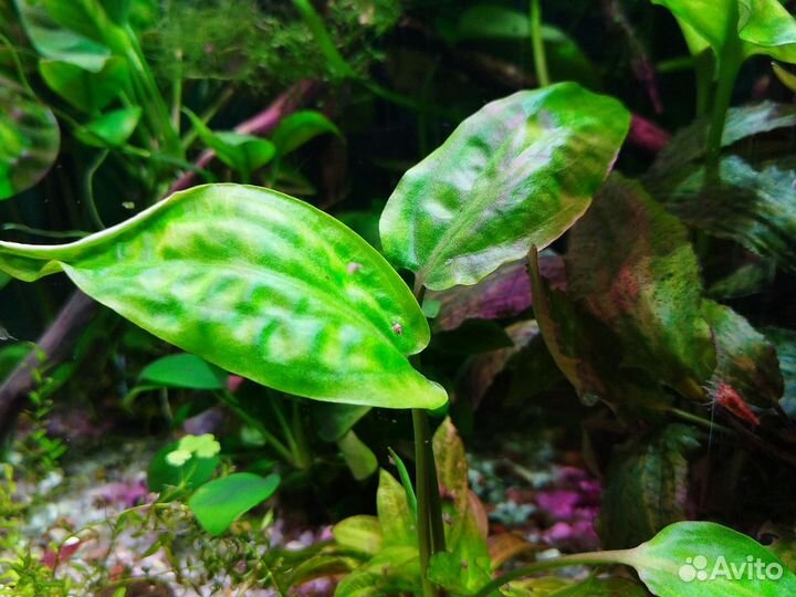 Аквариумные рыбки и растения