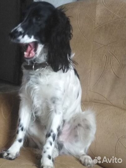 Кобель для вязки