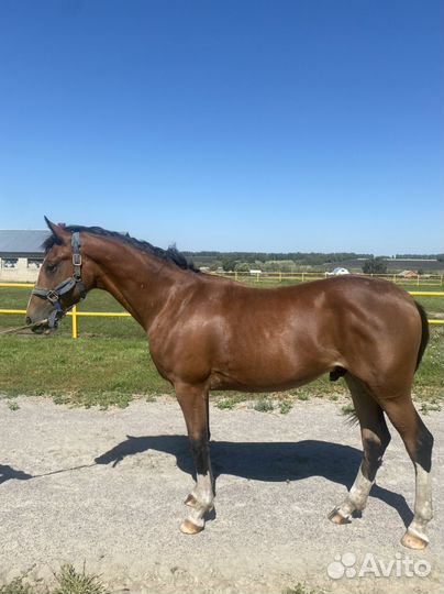 Жеребец орловской породы