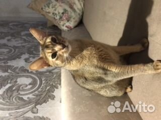 Кот абиссинской породы