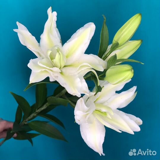 Цветы лилии