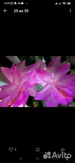 Декабрист шлюмбергера