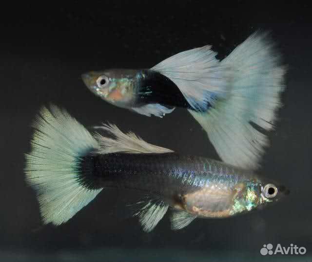 Гуппи канадские, черно- белые, чистая линия