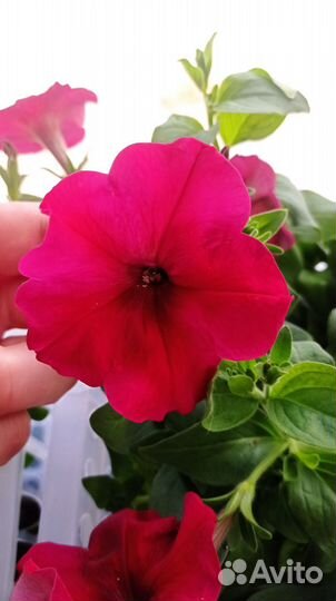 Петуния, виола ампельные