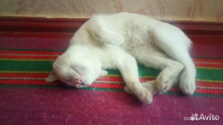 Отдаю молодого кота в добрые руки