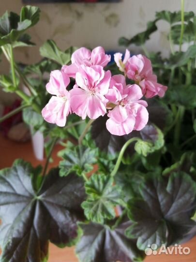 Пеларгония герань сортовая