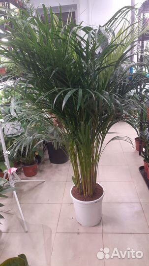 Большие комнатные растения