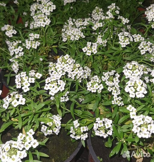 Черенок ампельной питуньи