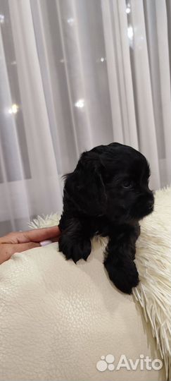 Американский кокер спаниель