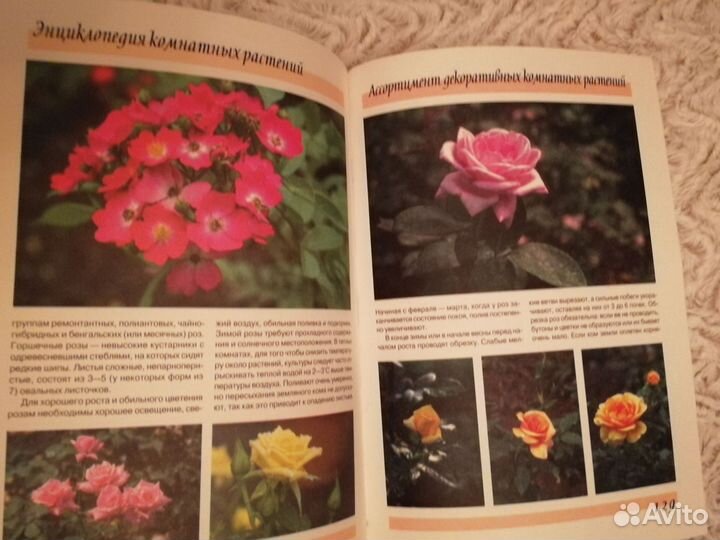 Энциклопедия комнатных растений