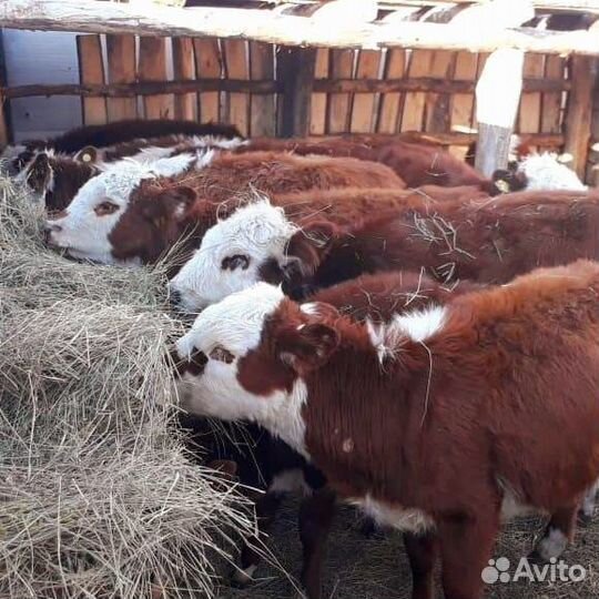 Бычки 6-8 месячные