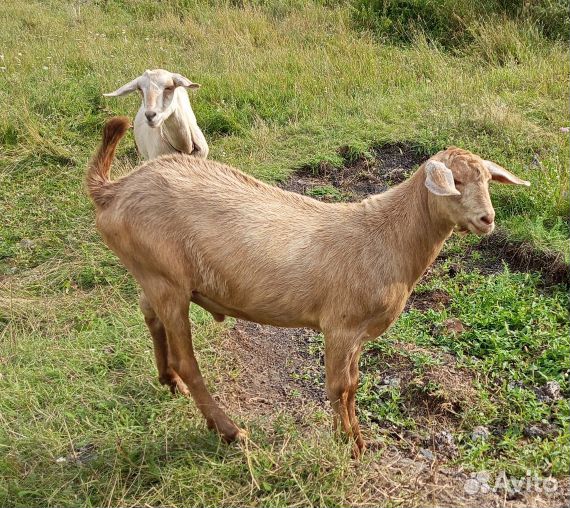 Нубийские козы