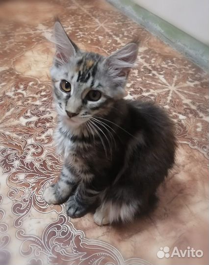 Мейн-кун котенок