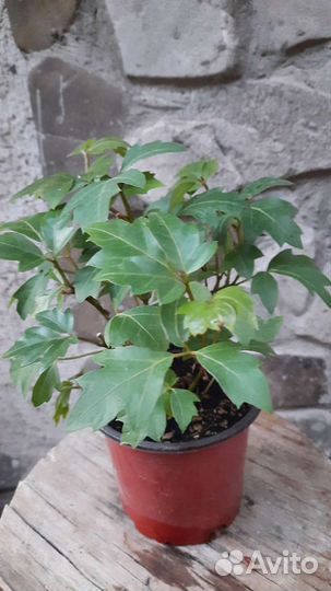 Комнатные растения