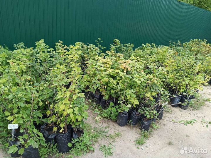 Смородина всех цветов, саженцы зкс