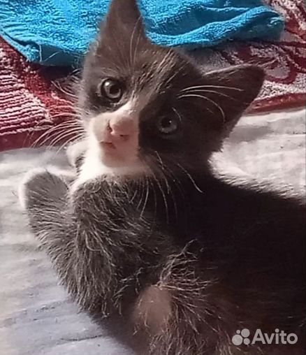 Отдам в дар котенка в добрые руки