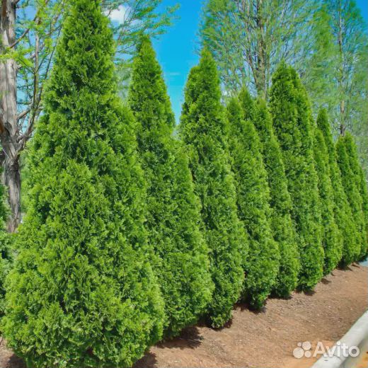 Туя западная смарагд, Р9 высота 10-15 см