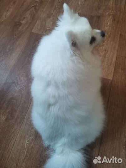 Собачья шерсть белая от шпица