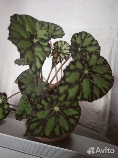 Гибискус,много других цветов