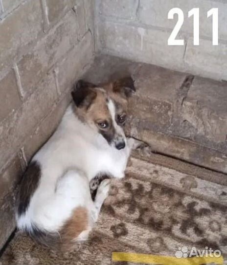 Подросток щенок ищет заботливую семью