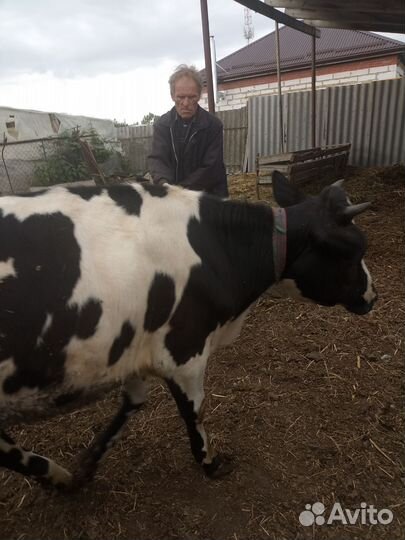 Племенная годовалая телка