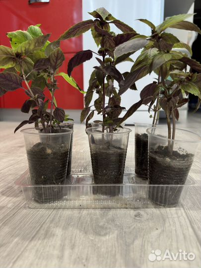 Рассада базилик