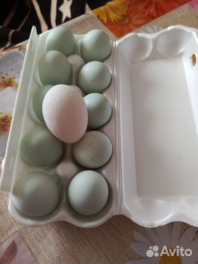 Инкубационное яйцо