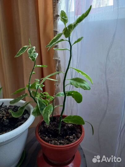 Педилантус