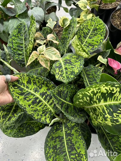 Диффенбахия рефлектор