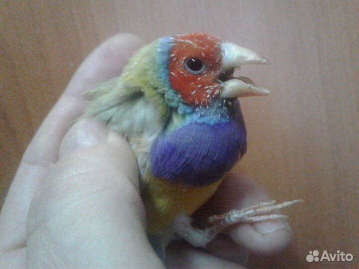 Амадины (гульда, японские)