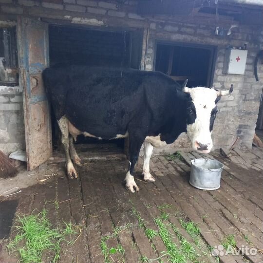 Корова дойная с теленком