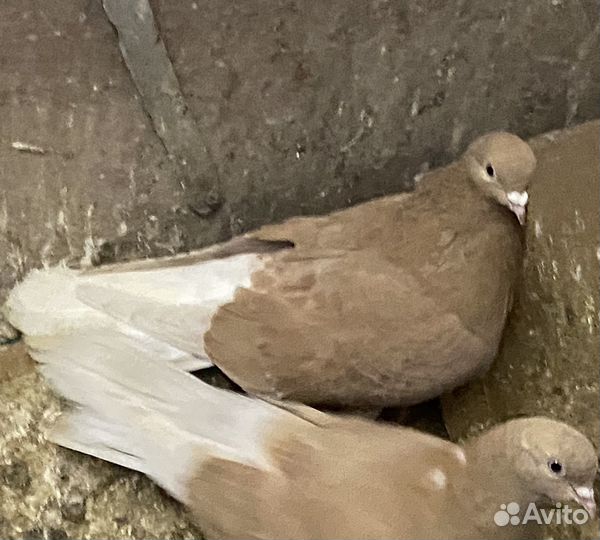 Ижевские голуби