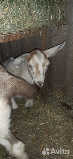 Продаются козлята
