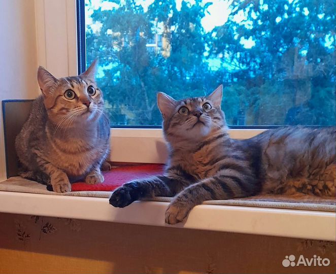 Твикс из обаяния и нежности : коты 9 мес