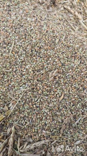 Пшеничные отходы