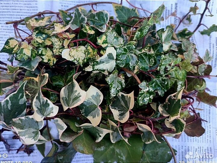 Срезы, черенки сортовых плющей