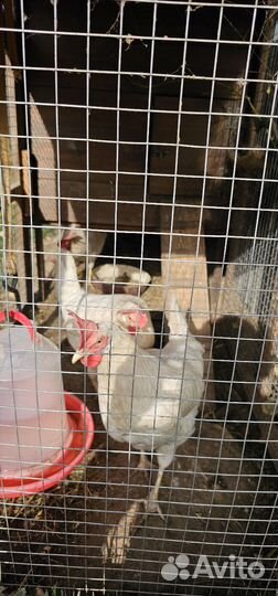 Куры петухи