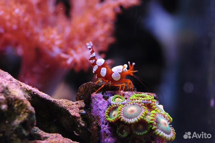 Продам кораллы для морского аквариума