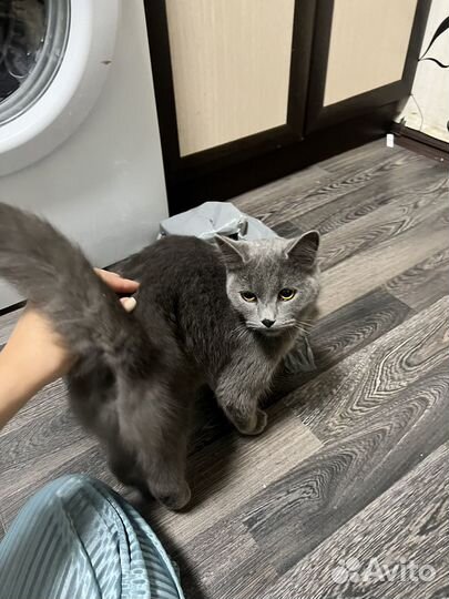 Кошечка в добрые руки