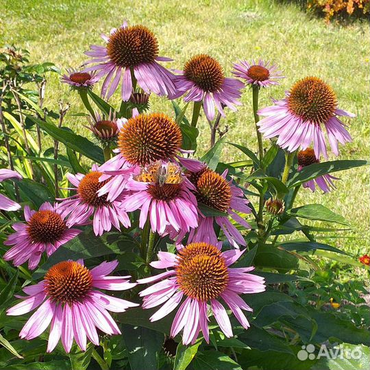 Лилейники, эхинацея