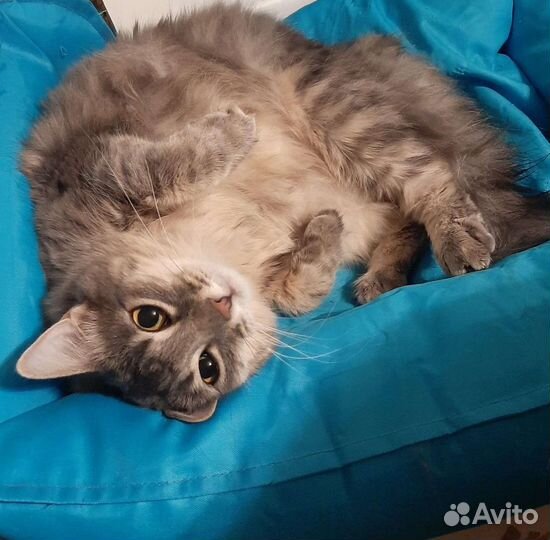 Кошечка Фая ищет дом 1г, 7мес