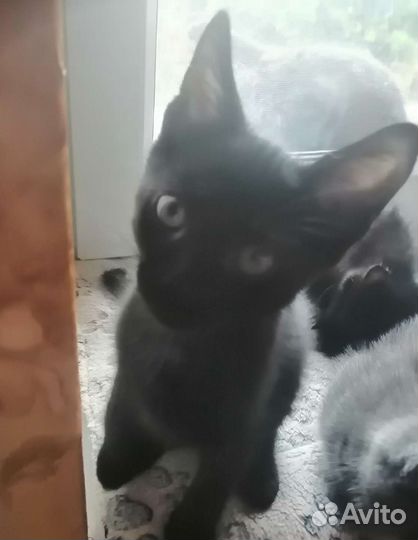 Котенок мальчик