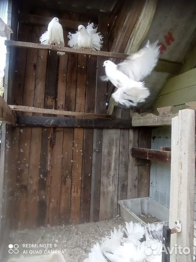 Голуби павлины