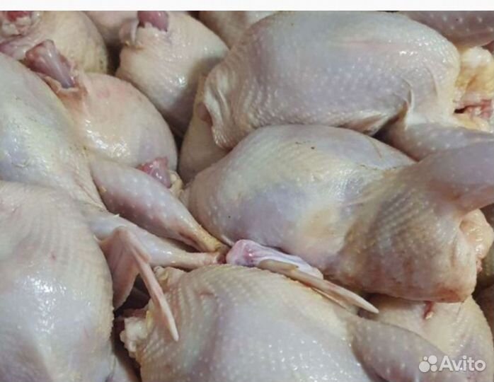 Мясо домашних курей, индоуток, перепелов и яйца