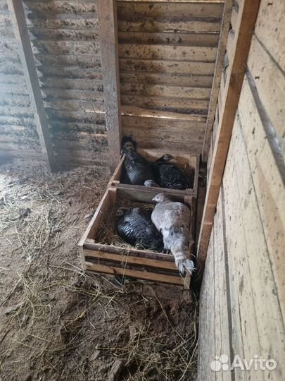 Инкубационное яйцо индейки