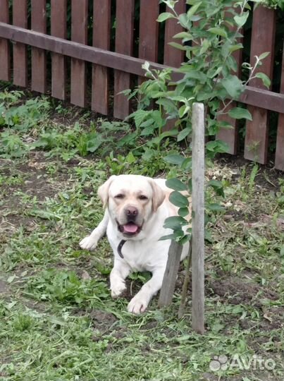 Случка собак