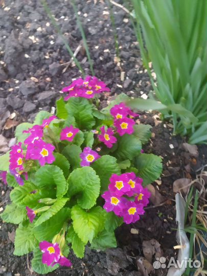 Хоста цветы разные